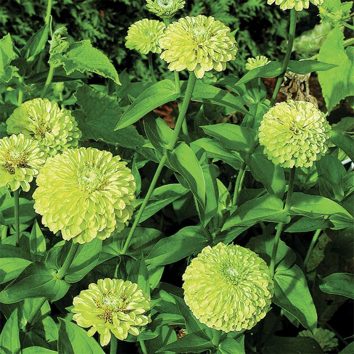 Queen deals lime zinnia